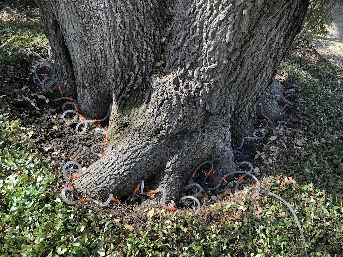 Detailed Tree Cabling and Bracing job site in Port Hope